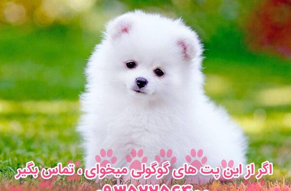عکس سگ پودل خرسی