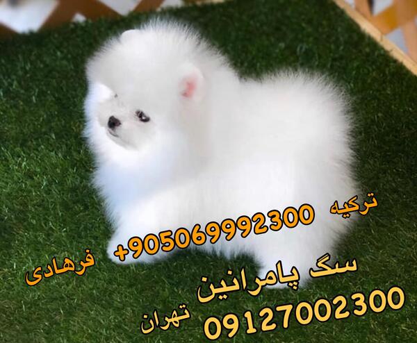 عکس سگ پامر سفید