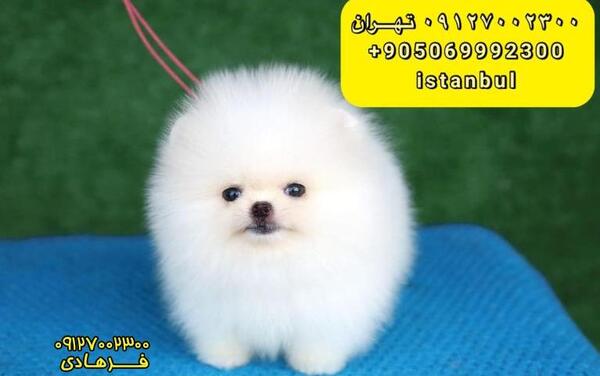عکس سگ پامر سفید