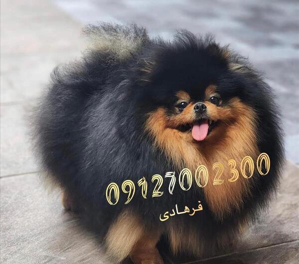 عکس سگ پامرانین خرسی سیاه