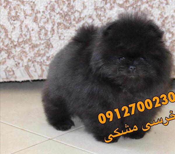عکس سگ پامرانین خرسی سیاه