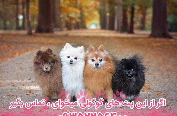 عکس سگ پامرانین خرسی سیاه