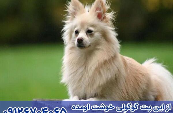 عکس سگ پامرانیان