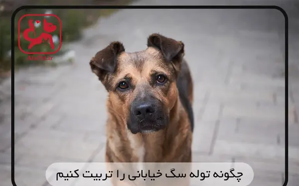 عکس توله سگ برفی