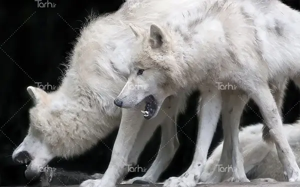 عکس سگ گرگی برفی