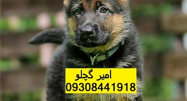عکس سگ بچه ژرمن