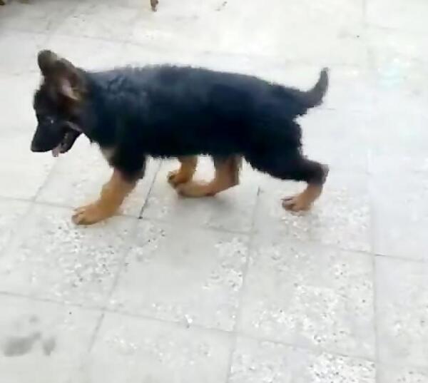 عکس سگ بچه ژرمن