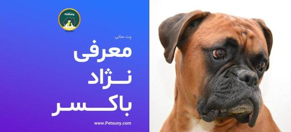عکس از سگ باکسر