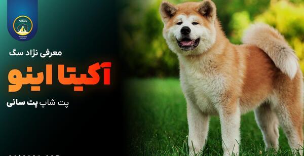 عکس سگ آکیتا سفید