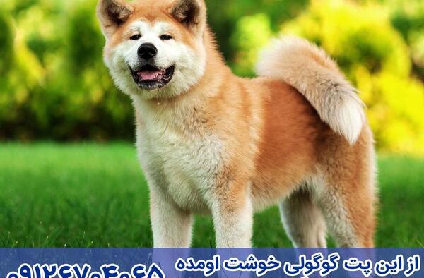 عکس سگ آکیتا سفید