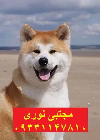 عکس سگ نژاد آکیتا