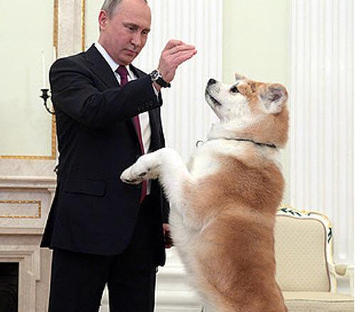 عکس سگ نژاد آکیتا