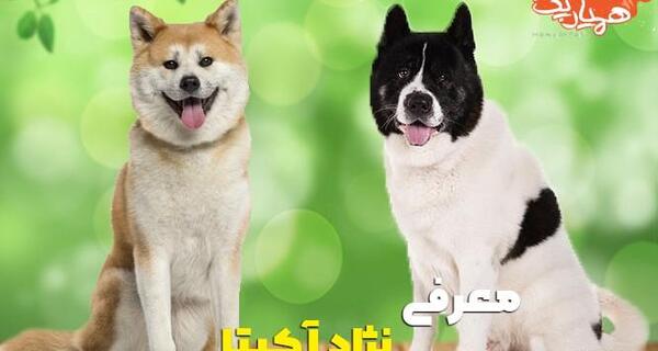 عکس توله سگ آکیتا