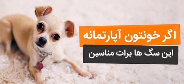 عکس سگ اپارتمانی با قیمت