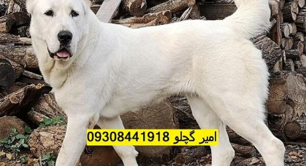 عکس سگ آلابای روسیه