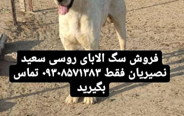عکس سگ آلابای روسیه