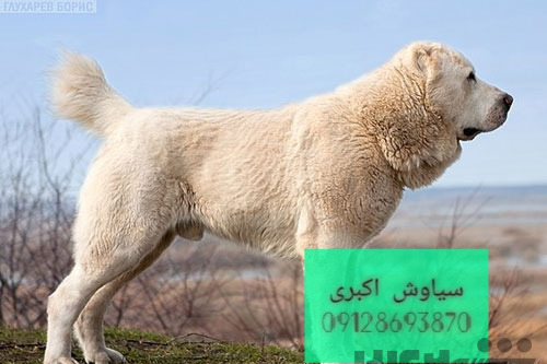 عکس سگ آلابای روسیه