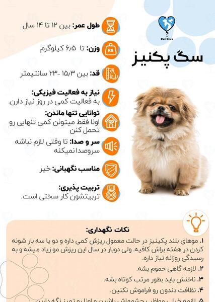 عکس سگ میکس اشپیتز پیکینیز