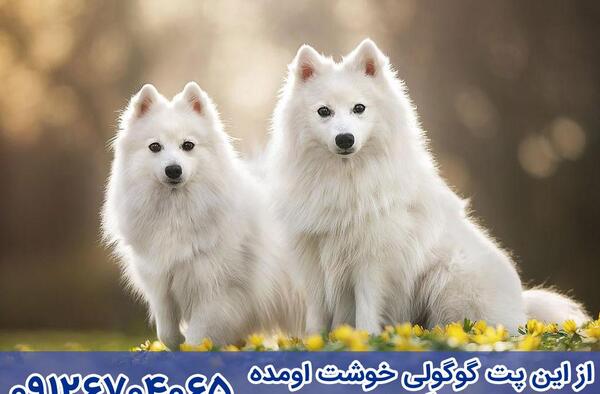 عکس سگ نژاد اشپیتز ژاپنی