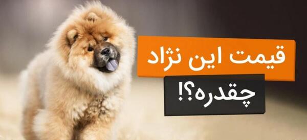 عکس توله سگ اشپیتز ایرانی