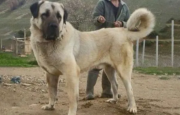 عکس سگ ایرانی اصیل