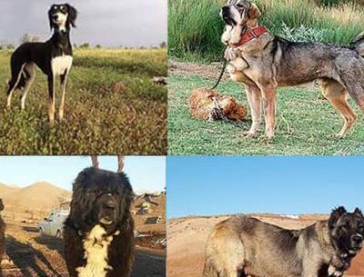 عکس سگ ایرانی اصیل
