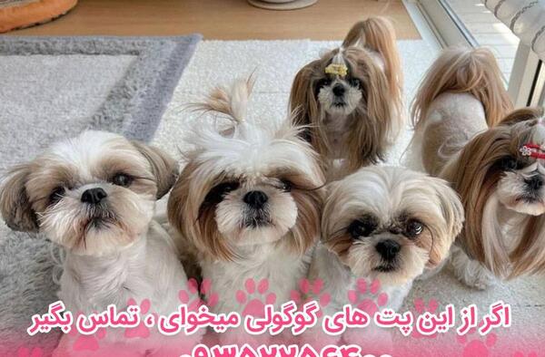 عکس توله سگ اشپیتز تریر