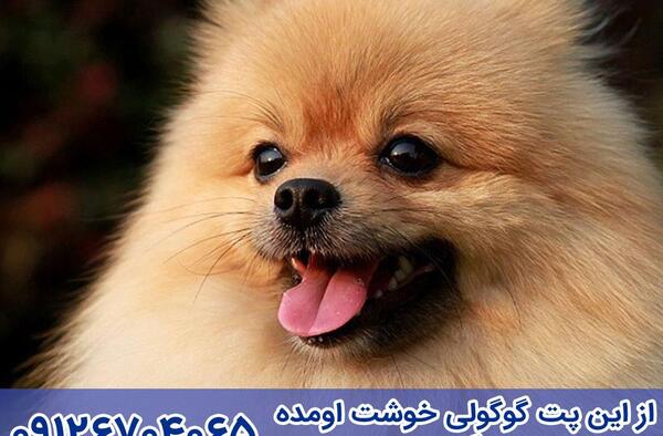 عکس توله سگ اشپیتز تریر