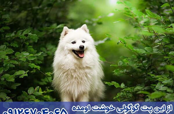 عکس سگ اشپیتز سفید