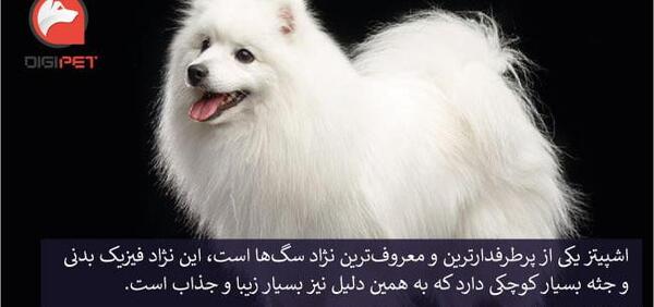 عکس سگ اشپیتز سفید
