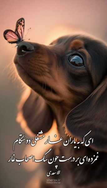 عکس واقعی سگ اصحاب کهف