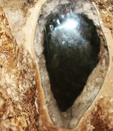 عکس واقعی سگ اصحاب کهف