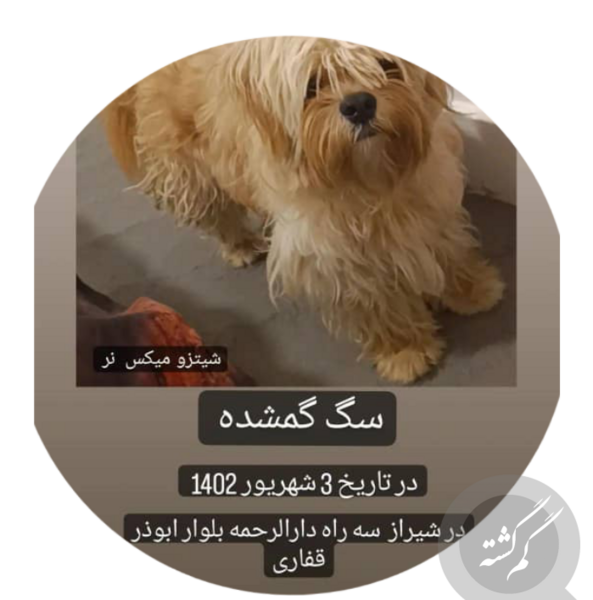 عکس سگ کوچولو پشمالو سفید