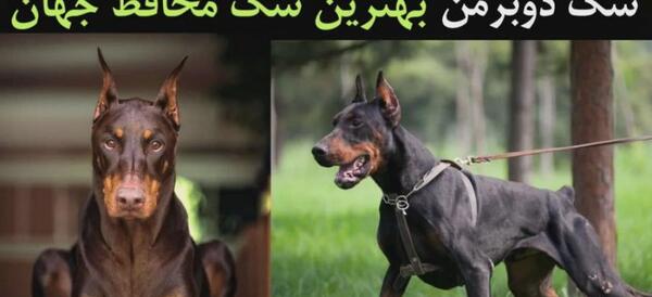 عکس سگ دوبرمن اروپایی