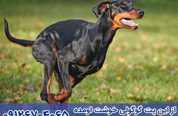 عکس سگ دوبرمن اروپایی
