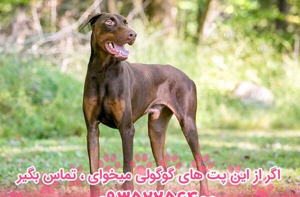 عکس سگ دوبرمن اروپایی