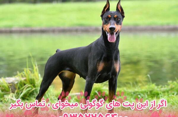 عکس سگ دوبرمن اروپایی