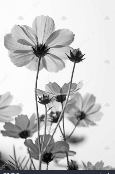 عکس گل سیاه و سفید ساده