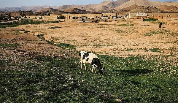 عکس روستای نفت سفید