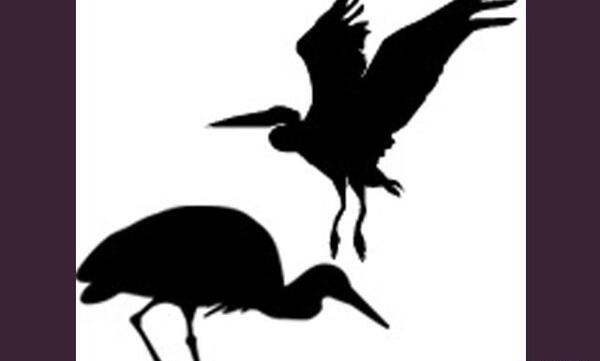 عکس لک لک سیاه و سفید