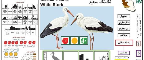عکس لک لک سیاه و سفید