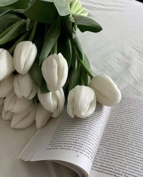 عکس گل سفید پروفایل