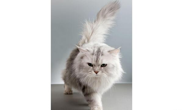 عکس گربه سفید و طوسی