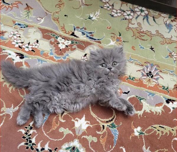عکس گربه سفید و طوسی