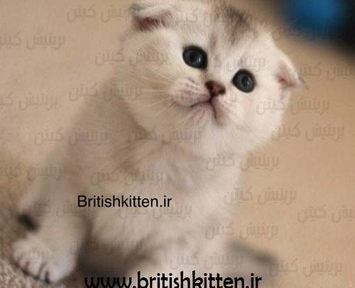 عکس گربه سفید طوسی