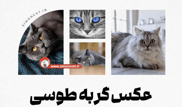 عکس گربه سفید طوسی