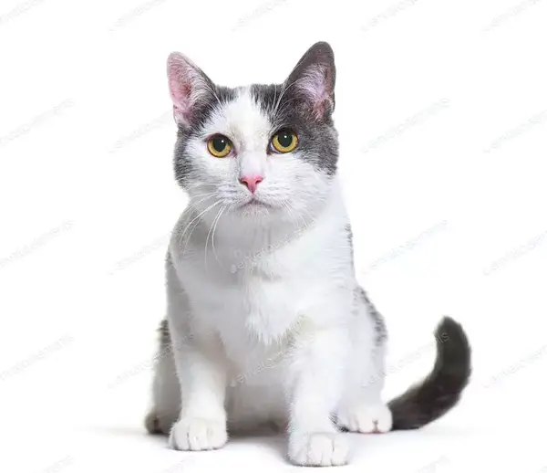 عکس گربه سفید طوسی