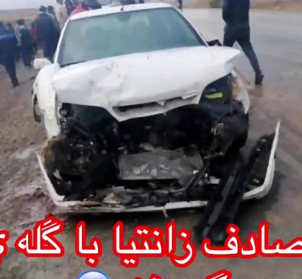 عکس زانتیا تصادفی سفید