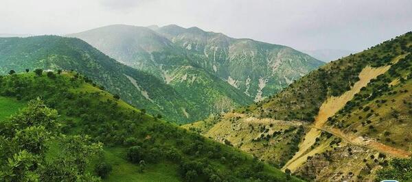 عکس سفید برگ جوانرود