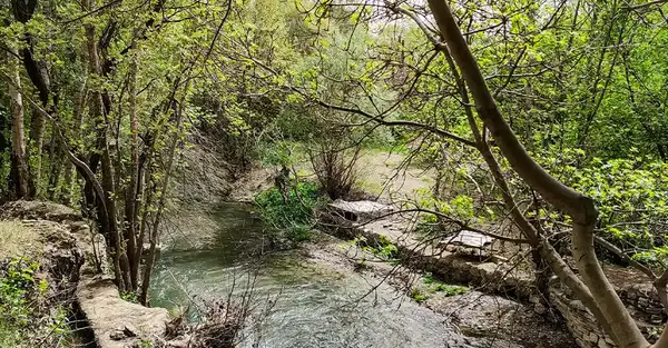 عکس سفید برگ جوانرود